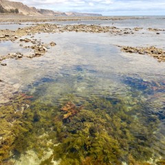 FKISM: Two tidal pools, Lady Bay reef (southern region)- January 2021