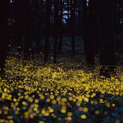 FIREFLY
