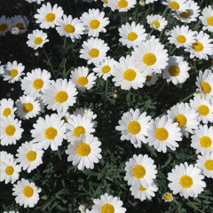 น่ารักชุบแป้งทอด - ชีวิน ขวัญใจคนเดิม