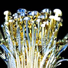 ENOKI