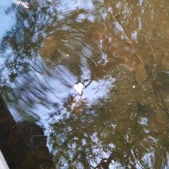 No Reason - Big Thief (cover)