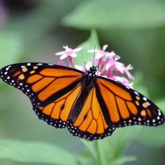 Nicole - Papillon (DokJM Remix)