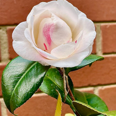 Techno: September (2) 2025