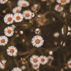 "Breaffix" Ft. Link Sinatra