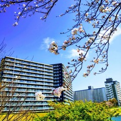 ゆりのき橋通り/Yurinokibashi-Dori