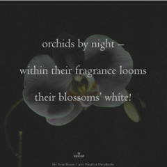 orchids_NAVIARHAIKU597