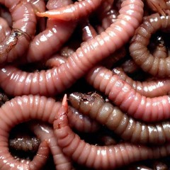 worm.wav