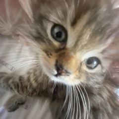 triber mais pas trop des fois bon tavu quoi