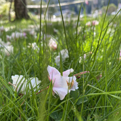 I’m just a little flower