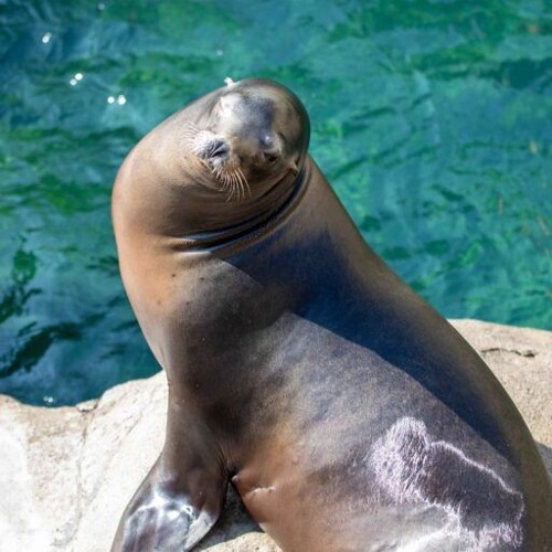 Stream Sea Lion/Snowy Owl/Sandhill Crane Habitats - Seneca Park Zoo ...