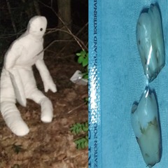 Decalcification [session no.1]