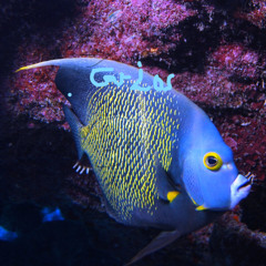 no ceu ti verei minha amada, siga em paz 1 suave