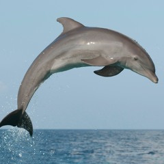 Eliminate - You're Gonna Love Me (arthur x medic Remix)