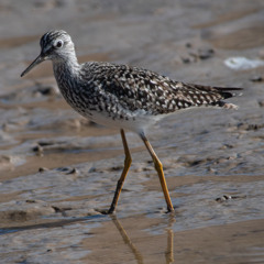 Episode 186 Fall Shorebirding Is Approaching