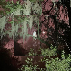 for the birds (prod. CEDES)