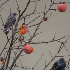 Mean Flow & Marco Lucchi - Wabi Sabi