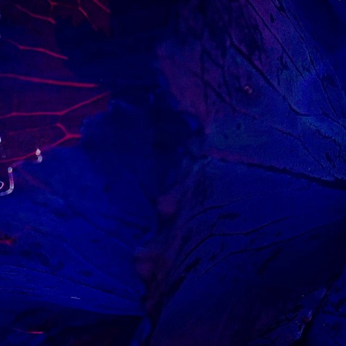 EP (Prod. lim jahey)