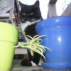 Until You See The Girl