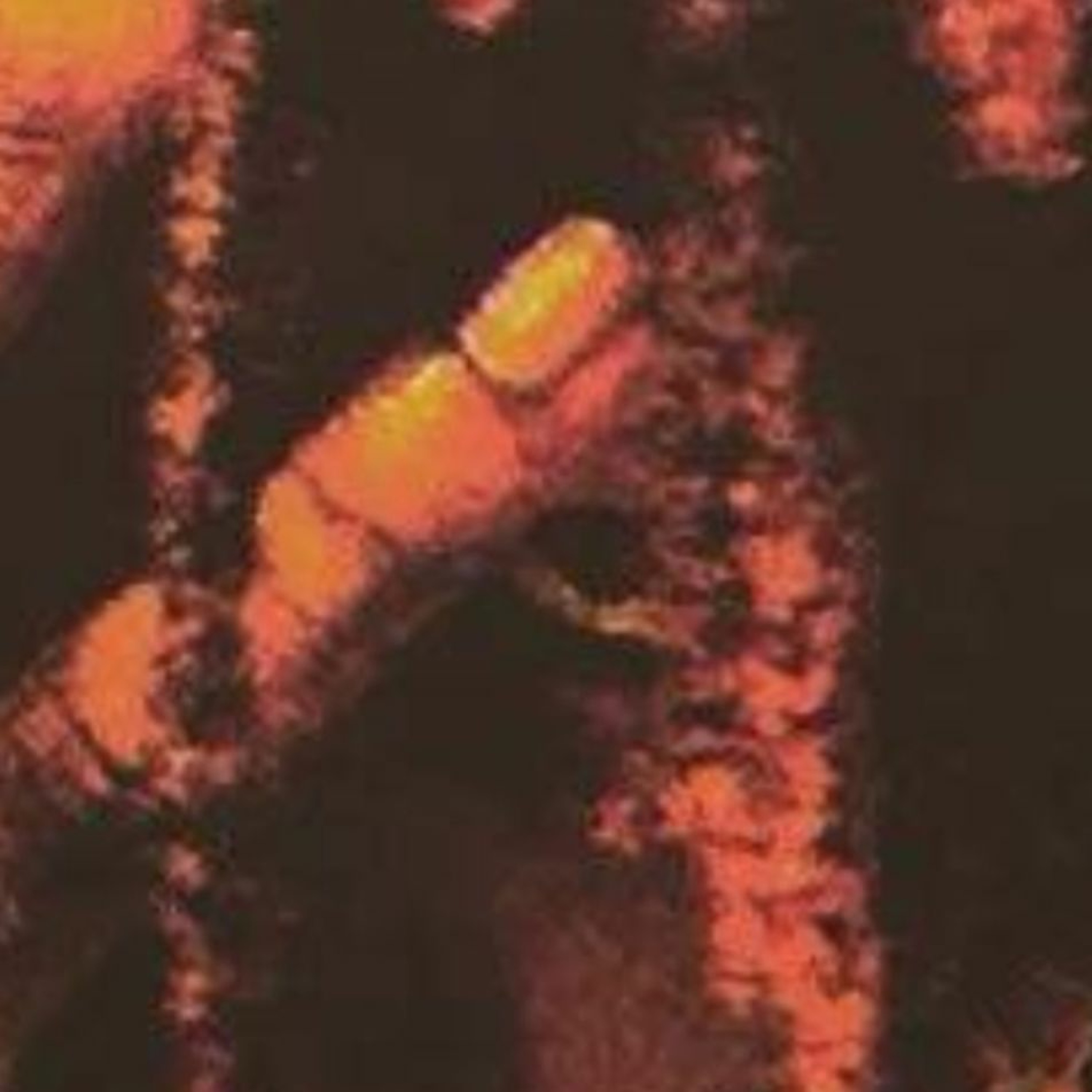 Jayy Feaster Insomnia Illusions