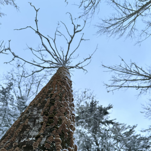 A Soldier's Dream || Symphysis (Nostalgia)