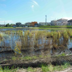 サンダル(デモ)