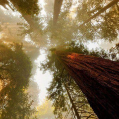 REDWOOD (p. swave)