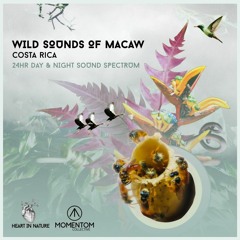 Wild Sounds Of Macaw 2022 - The Soundtrack of the Costa Rican Jungle