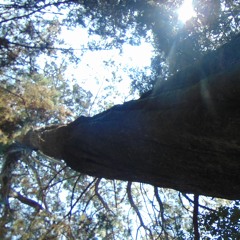Colapso