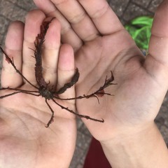 see enough prod hadif10k