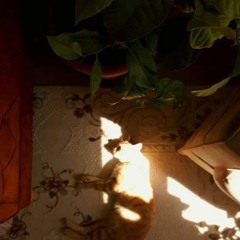 غَنَّاهُ الأمُسُ و أطْرَبه _عبدالله الجارالله_ بدون موسيقى 🕊️