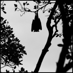 Pointed Flap Playlist