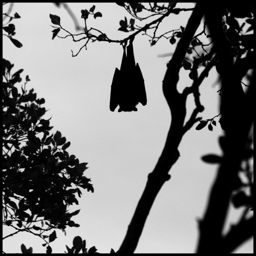 Pointed Flap Playlist