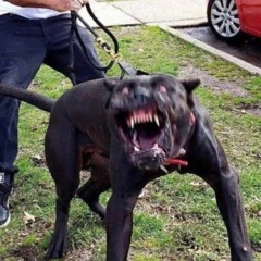 Ser o monstro é o que mais desejo
