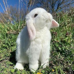 ਅਰਮੀਨਾ ਹੌਲੀ