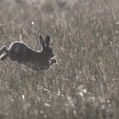 ♡♪＊🐇🌗＊♪♡