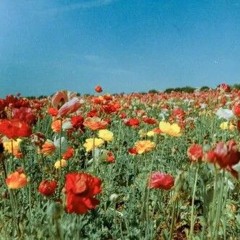 The 'Sunny Flowerfield' feels..