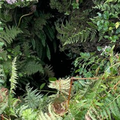 Beneath The Canopy
