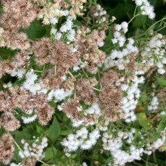 confusion of seasons