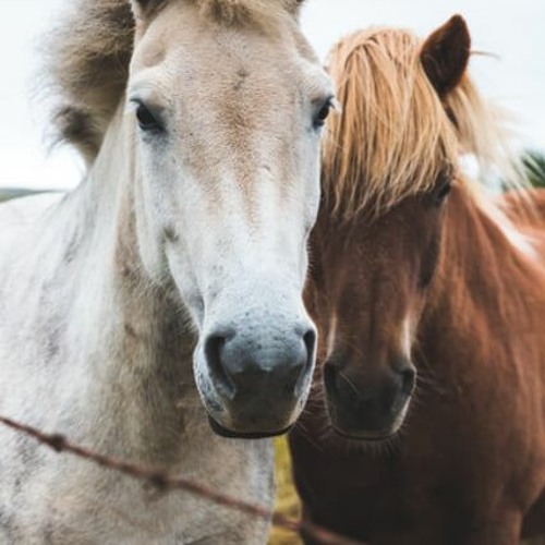 You Can Lead A Horse To Water But You Can T Make Em Drink Ruff By Mark Saunders