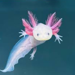 Axolotl Dance (with Advance Parts) for Beginning Band by Michael Maschmeier