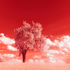 Champignons - Audrey