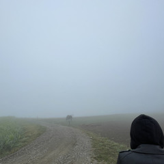 migracje