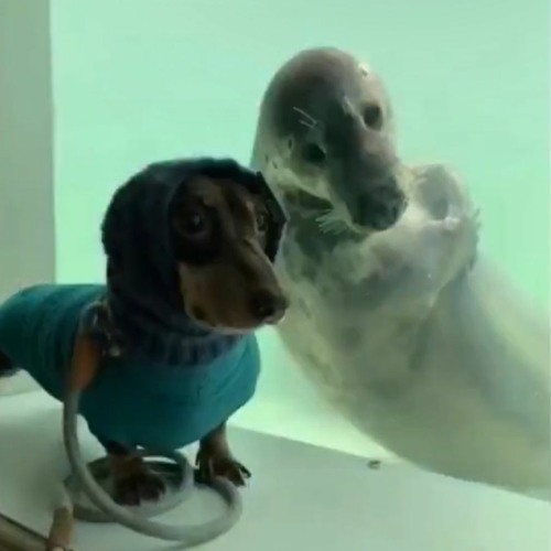 LOW FREESTYLE (feat. Xeno Fiji) [dopeboydon]