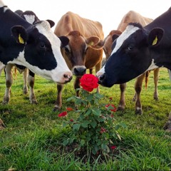 Pretty Little Smiley Girl.m4a