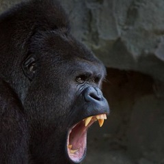 Silverback (prod. SLAJIDI)