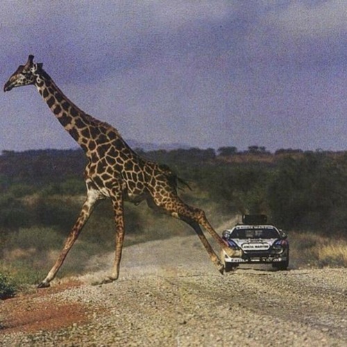 Final Lap (rally house)