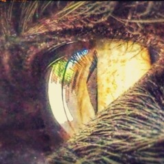 far/sight - rlmshawty