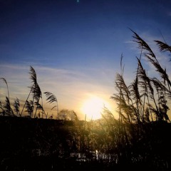 Study Sounds Fourty-One