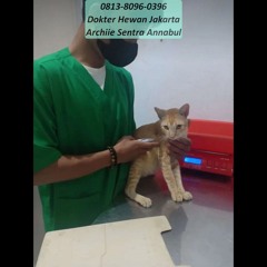 0813-8096-0396 Dokter Hewan Pulo Gadung Jakarta Timur