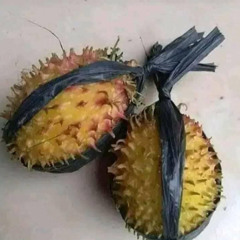 MUSANG KING [ RAFISAL x REZA LUBIS ].mp3